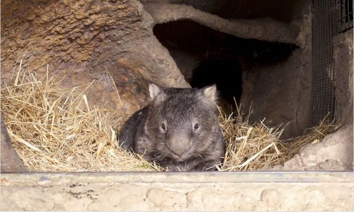 World's Oldest Wombat (5 pics)