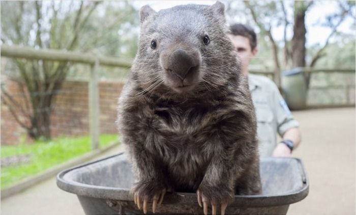 World's Oldest Wombat (5 pics)