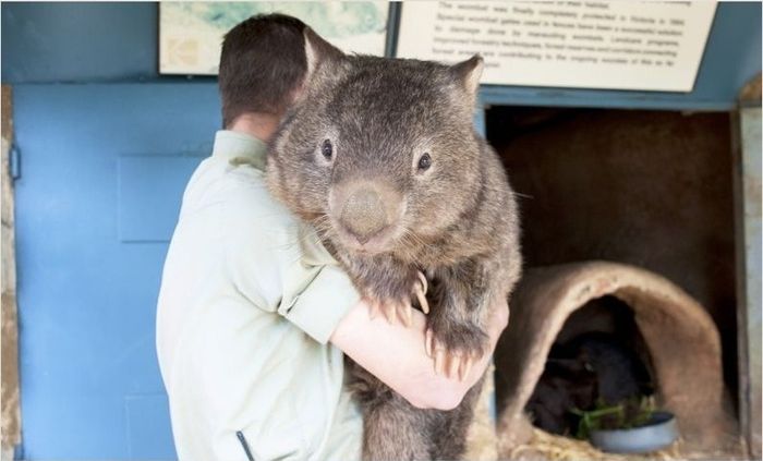 World's Oldest Wombat (5 pics)
