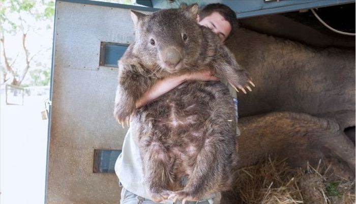 World's Oldest Wombat (5 pics)