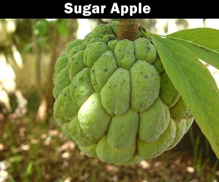 Foreign Fruits (20 pics)