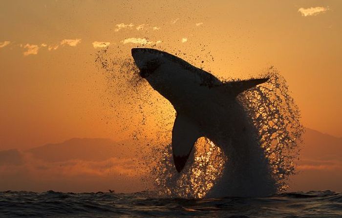Great White Shark Silhouette (7 pics)