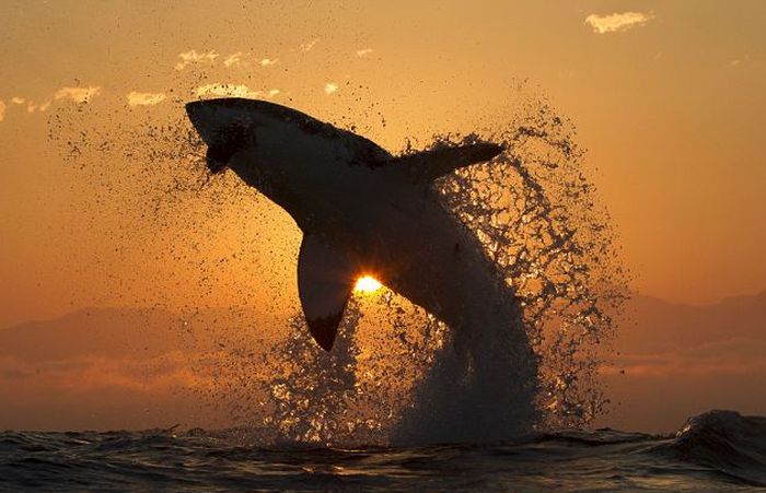 Great White Shark Silhouette (7 pics)