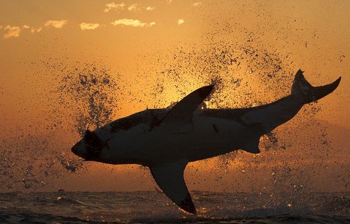 Great White Shark Silhouette (7 pics)