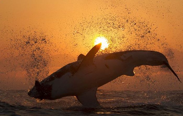 Great White Shark Silhouette (7 pics)