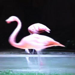 Acid Gifdump, September 25, 2013 (25 gifs)
