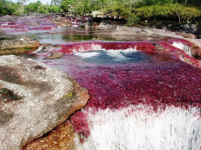 Cano Cristales aka The River of Five Colors (34 pics)