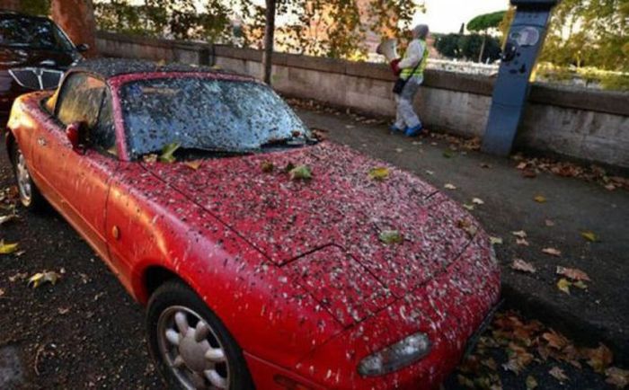 Problems with Vehicles (39 pics)