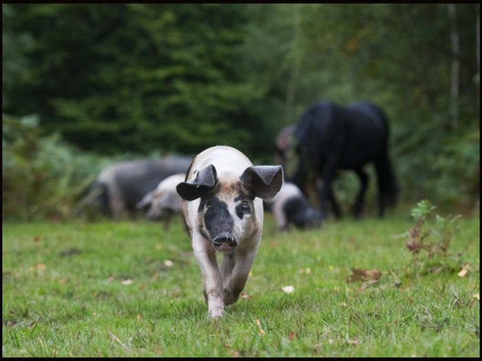 Pigs of the New Forest (6 pics)