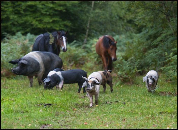 Pigs of the New Forest (6 pics)