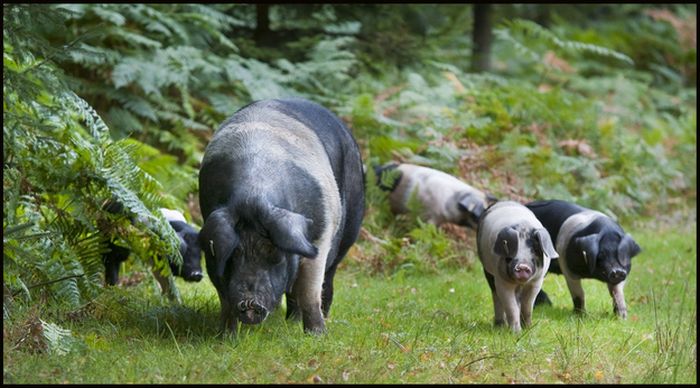 Pigs of the New Forest (6 pics)