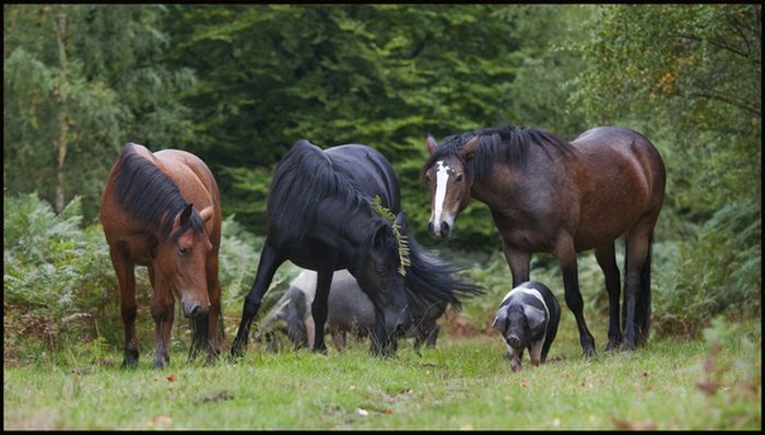 Pigs of the New Forest (6 pics)