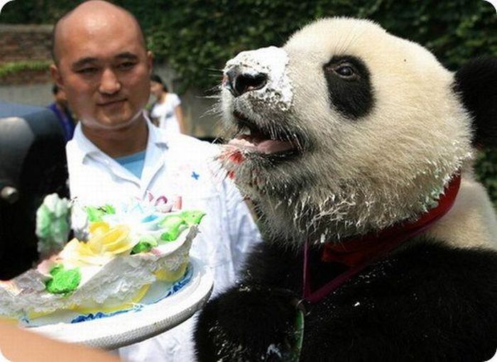 Animal Birthdays (20 pics)