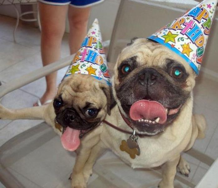 Animal Birthdays (20 pics)