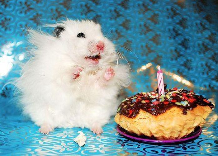 Animal Birthdays (20 pics)
