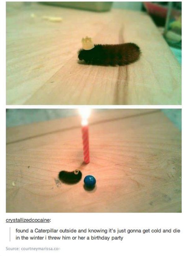 Animal Birthdays (20 pics)