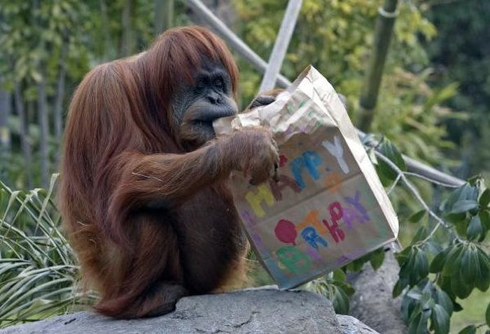 Animal Birthdays (20 pics)