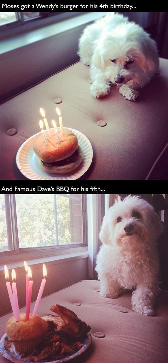 Animal Birthdays (20 pics)