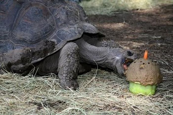 Animal Birthdays (20 pics)