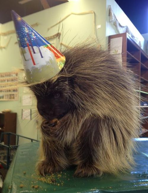 Animal Birthdays (20 pics)