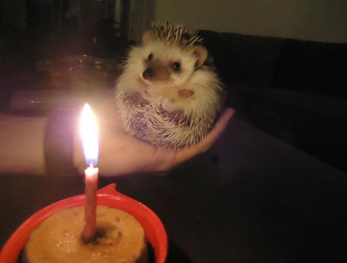 Animal Birthdays (20 pics)