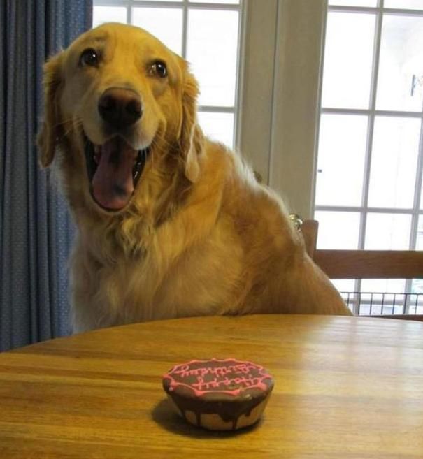 Animal Birthdays (20 pics)