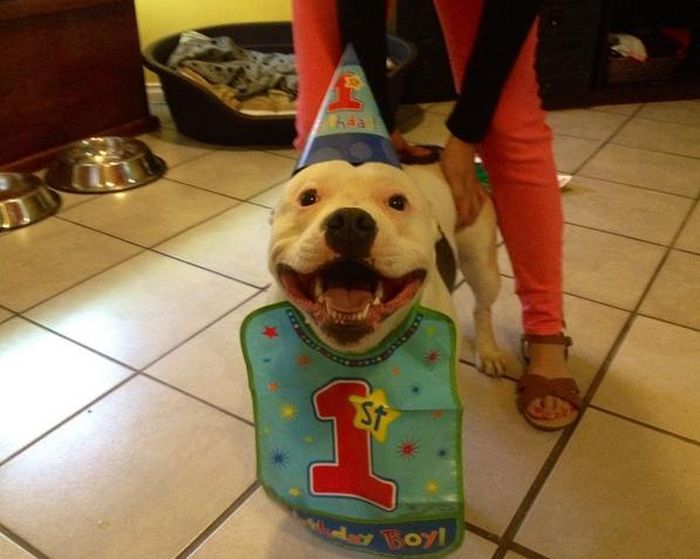 Animal Birthdays (20 pics)