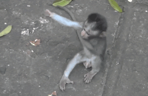 Animal GIFs (21 pics)