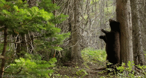 Animal GIFs (21 pics)
