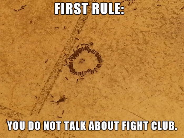 Pictures with Text (40 pics)