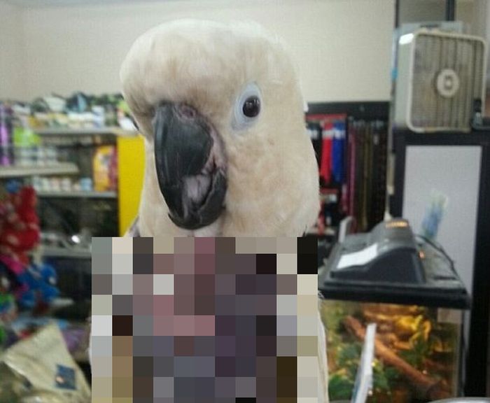 Cockatoo from a Meth Lab (3 pics)