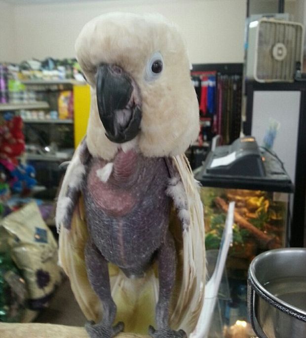 Cockatoo from a Meth Lab (3 pics)