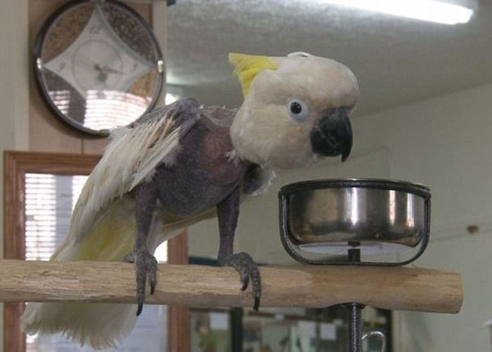 Cockatoo from a Meth Lab (3 pics)