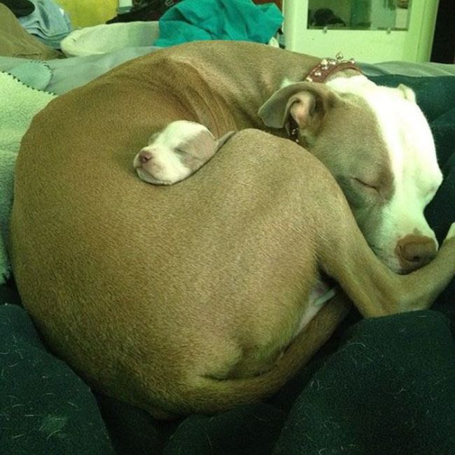 Random Dogs (45 pics)