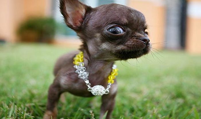 Chihuahua Milly is the World's Smallest Dog (10 pics)