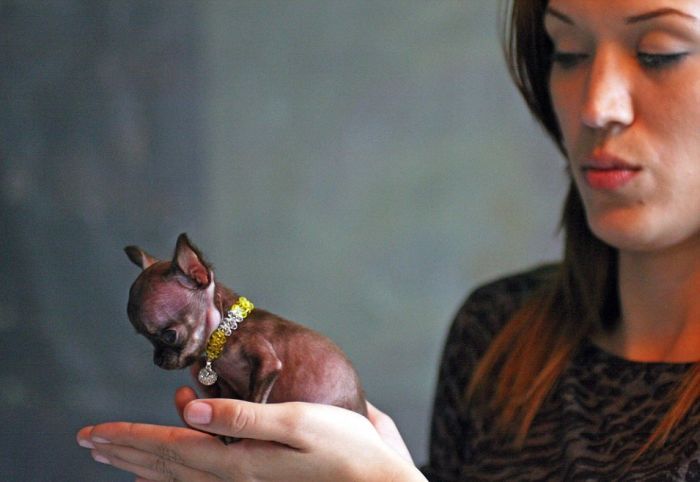 Chihuahua Milly is the World's Smallest Dog (10 pics)