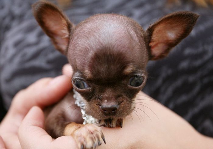 Chihuahua Milly is the World's Smallest Dog (10 pics)