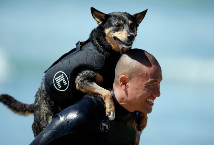 Dog Surfing (18 pics)