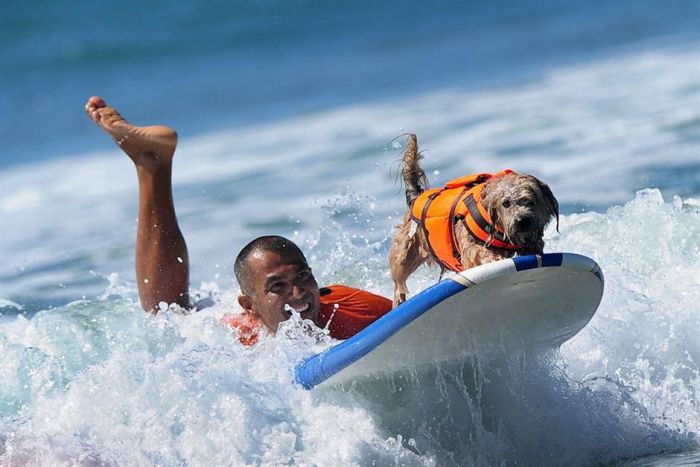 Dog Surfing (18 pics)