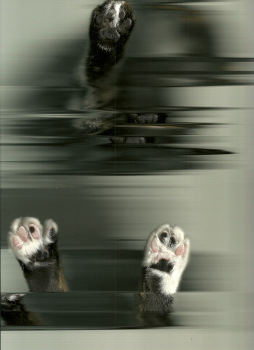 The Cat Scan (36 pics)