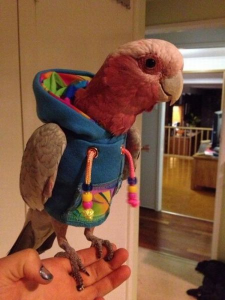Acid Picdump (133 pics)