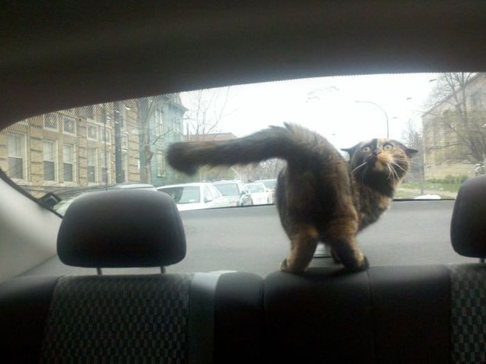 Acid Picdump (133 pics)