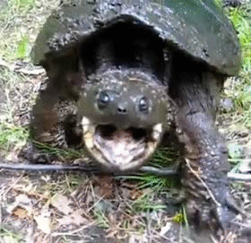 Acid Gifdump, October 04, 2013 (25 gifs)