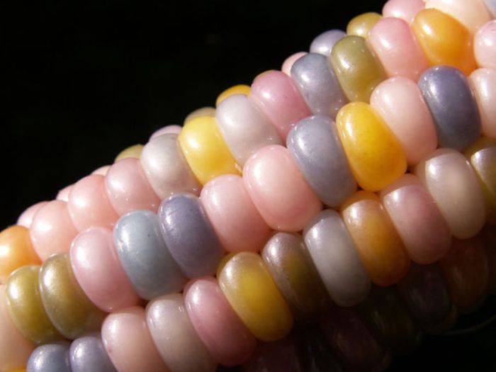 Colored Corn (11 pics)