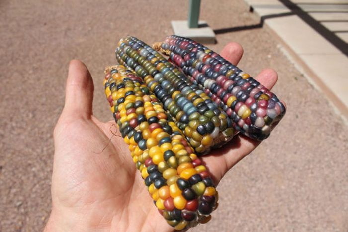 Colored Corn (11 pics)