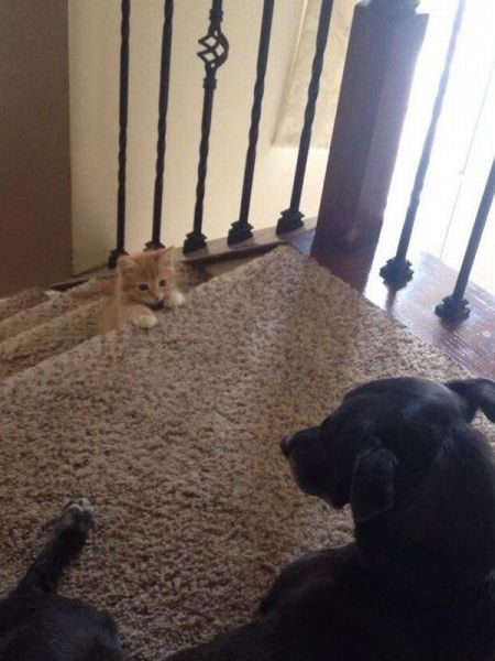Acid Picdump (107 pics)