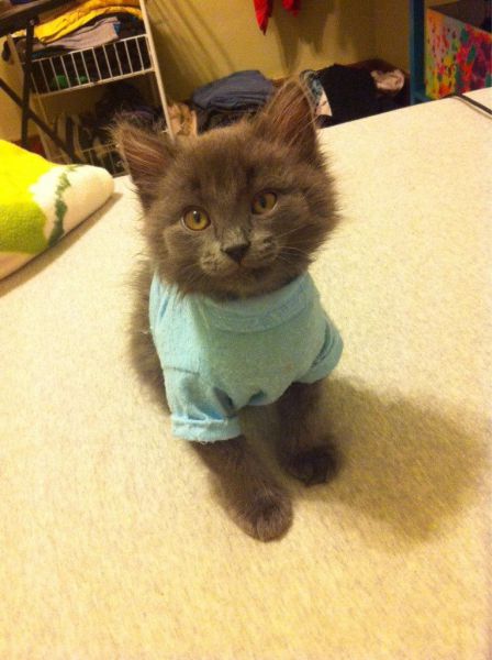 Acid Picdump (107 pics)