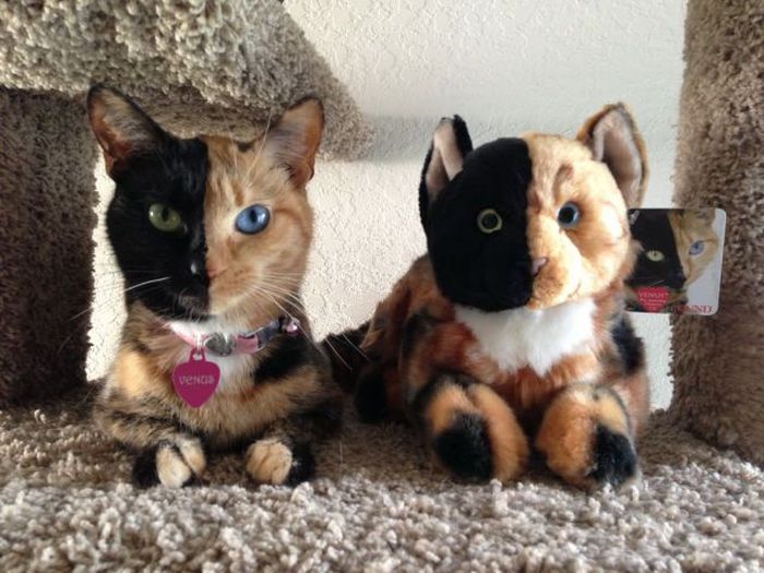 Acid Picdump (107 pics)