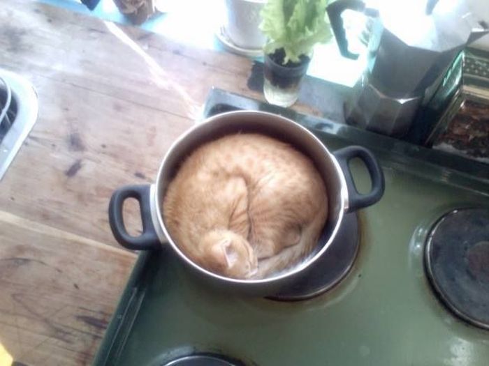 Acid Picdump (107 pics)