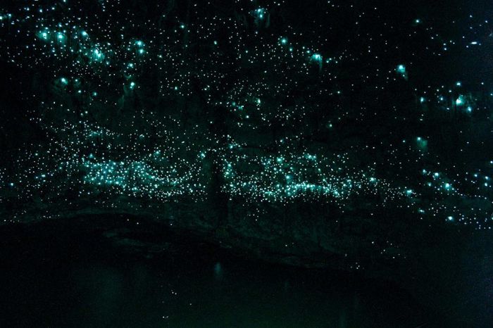 Starry Night Sky Created by Glowworms (11 pics)